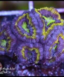 Acan ultra