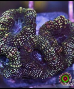 Acan glitter