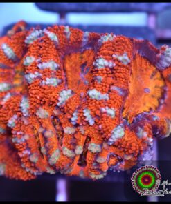 Acan ultra