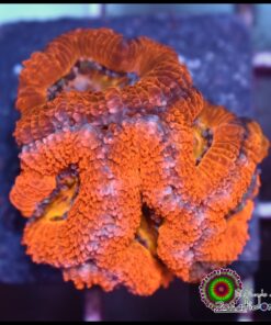 Acan ultra