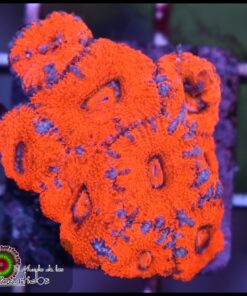 Orange acan