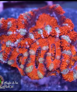 Acan ultra