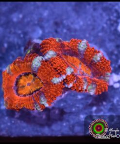 Acan ultra