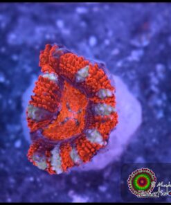 Acan ultra