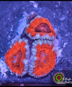 Acan