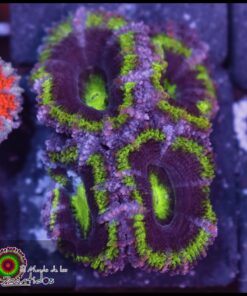 Green acan ultra