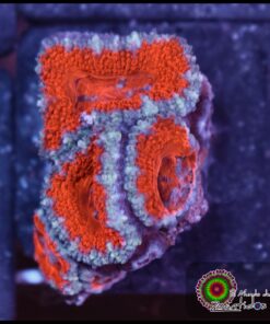 Acan