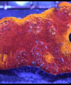 Asgard lighthing chalice