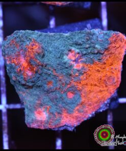 Nacho cheese chalice