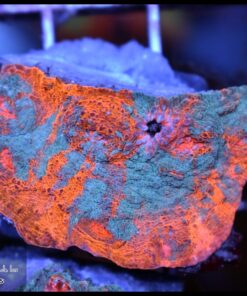 Nacho cheese chalice