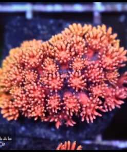 Rainbow pink goniopora