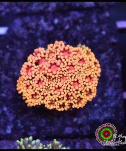 Rainbow sunset gonipora