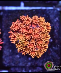 Rainbow sunset gonipora