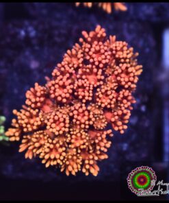 Toxic fire goniopora