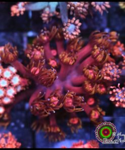 Tequila sunrise goniopora