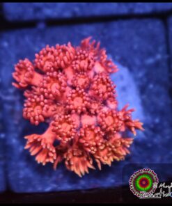 Rainbow pink goniopora