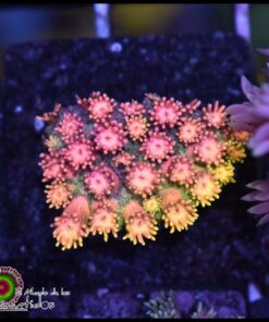 Princess peaches goniopora