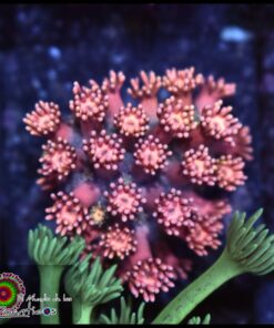 Goniopora pink ultra