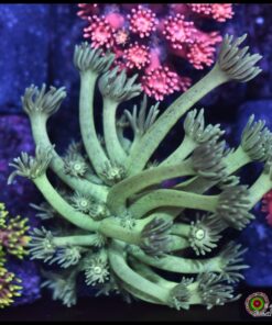 Green light goniopora