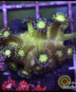 Purple tips goniopora