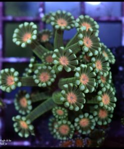 Orange eye alveopora