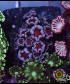 Cherry blossom alveopora