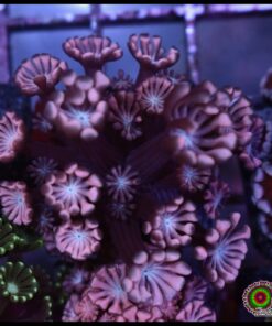 Pink metallic alveopora