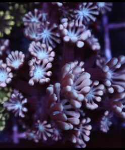 Pink pethal alveopora