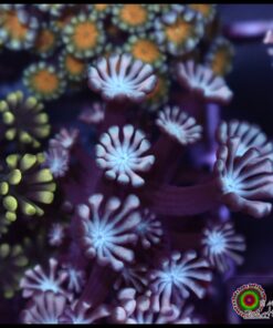 Pink pethal alveopora