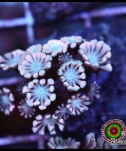 Pink pethal alveopora