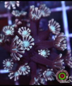 Pink pethal alveopora