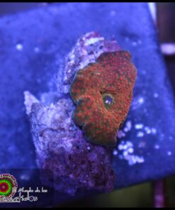 Orange spot mushroom