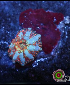 Red devil interstellar bounce mushroom