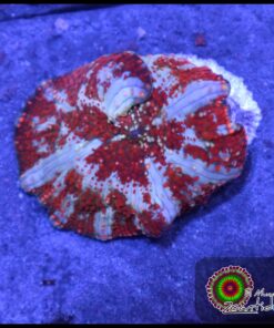 Red devil interstellar bounce mushroom