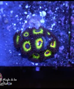 Bob Marley zoas