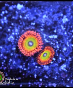 Shazam zoas