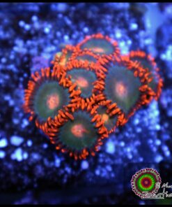 Gatorade zoas