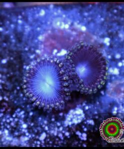 Blue berry zoas