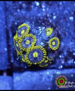 Ice zoas