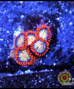 Space ball zoas