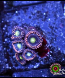 Berry swirl zoas