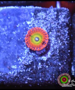 Shazam zoa