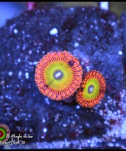 Shazam zoas