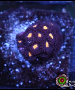 Pacman zoas