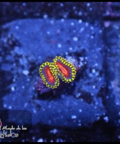 Spitfire zoas
