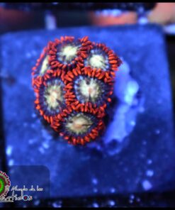 Space ball zoas