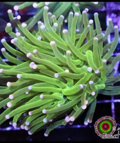 Neon green torch big head