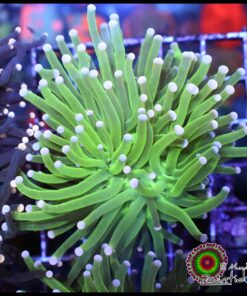 Neon green torch big head