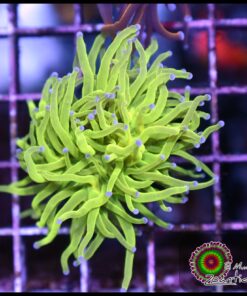 Toxic green purple tips torch