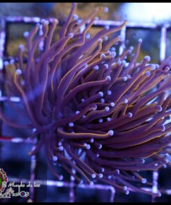 NY Knicks 2 cabezas unidas